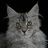 PtitcaKiwi's profile image