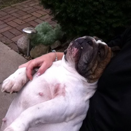 bullies78's profile picture. 