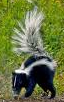 sniff tail