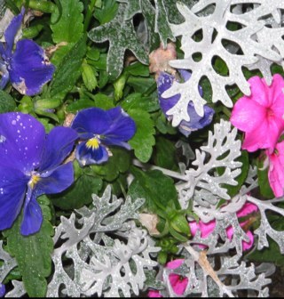 nelllynch's profile picture. 