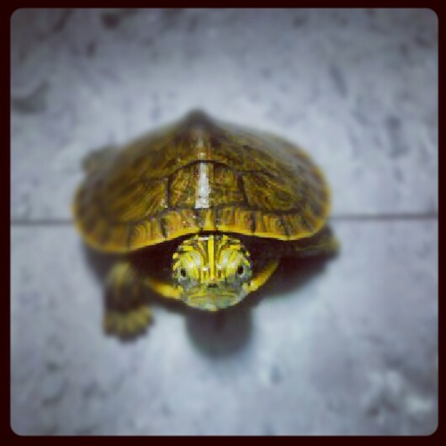 I have no children, but I have a turtle that I love like my own child. His name is Winston Turtill. This is the story of us.