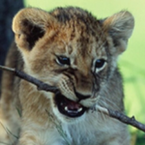 junichi_k_sfc's profile picture. 