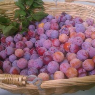 ATXFoodForest's profile image