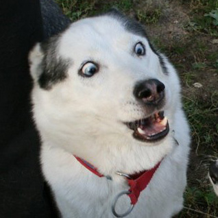 dogarefriend's profile picture. 