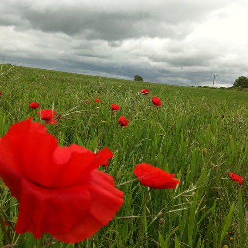 mrsthewisdom's profile picture. business adviser, mother to little jimmy & wife of mr wisdom. lover of netball, walks with pretty surroundings & lovely food. happiest when the sun is shining!