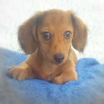 I am Lola, a miniature long hair dachshund. I live in Honolulu, Hawaii. I love to sleep, then wake up and run around the house!
