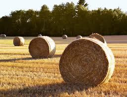 50shadesofhay's profile picture. frig yaself off to these booties my lover. baled fresh from me laaaarrnd