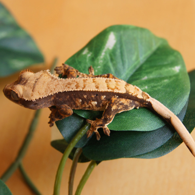 We are Crested Gecko Specialists.  We pride ourselves in bringing you the highest quality geckos, from our home raised breeding pairs.
