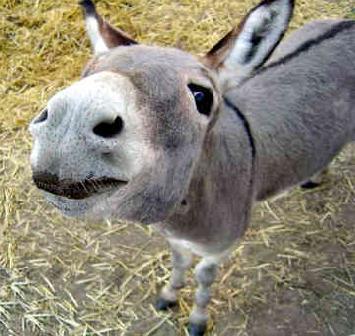 I live on Animal Farm with my pals. First donkey on the Twitter hype. #YOLO