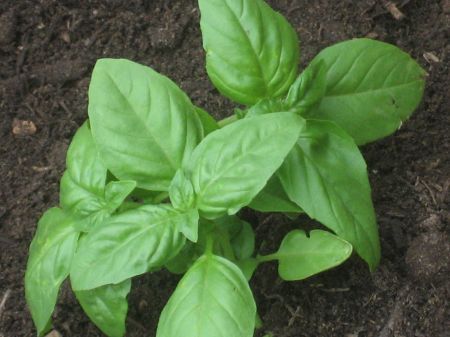 I'm a Dallasite who wants a green life and a green garden. Spread the ecoword. Oh, I'm also the Dallas Farmers Market Examiner for http://t.co/BNzyioZjIm.
