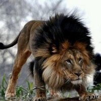 حامد البريكي  (@hamed___q8) Twitter profile photo