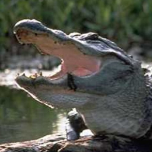 FrankenGator's profile picture. Native Floridian, University of FL Gator, Constitutionalist, Conservative Republican, Tea Party Patriot, Gun Owner/Advocate, hater of Voter Fraud.