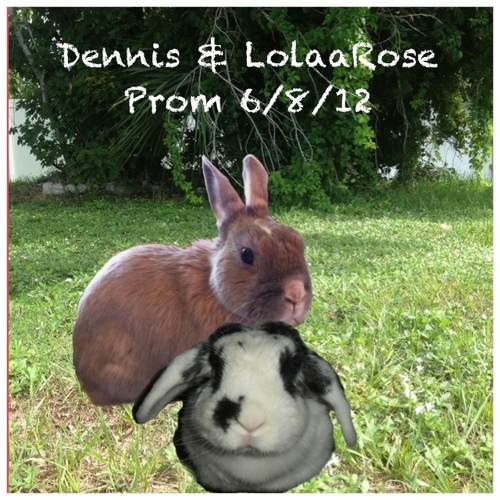 Lola Rose 4 year old dwarf lop, Georgie Pudding 19 week old French lop, 2 bunnies and a whole load of mischief! :-)