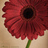 alwabel_r's profile image