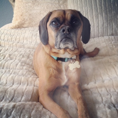 I am a Puggle whose Dad is a hard working, extremely handsome (and single) individual. I eat, sleep, play and tweet. My opinions are my own and not my dad's.