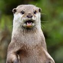 Nikolas Fields - @nikfields3 - Twitter