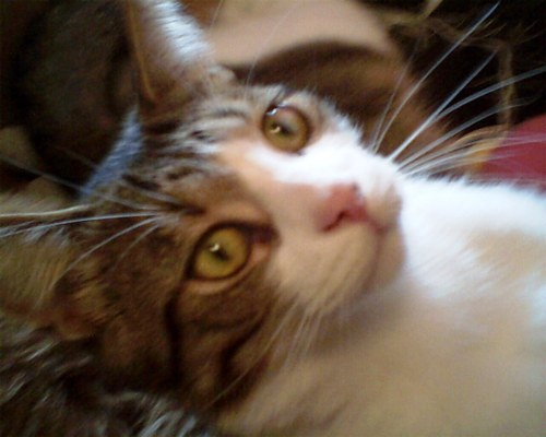 bustiebrown's profile picture. My owner is @sheenawv!!! My brother is @chicocheekcheek!!! We all love @reba!!!