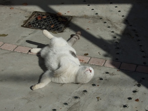 k2dashnext's profile picture. 猫と家電と卓球が好きな人です