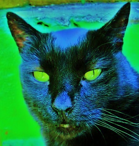 don't bother me while I'm sleeping or I BITE tickle me behind the ears the wrong way BITE mice rats and birds BITE