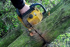 We are specialists in tree trimming, tree removal, stump grinding & removal,  brush & debris removal.  We Have over 26 years of experience.