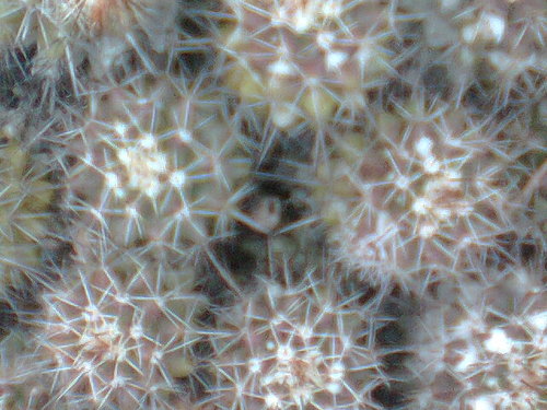 spirituality4yu's profile picture. Spirituality, like a cactus, thrives in the desert as the Desert Fathers testify.  To learn more about spirituality go to http://t.co/TbOwP4lcnr