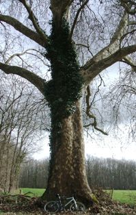 Worried about tree threats caused by pathogens, pests and people. New to twitter
