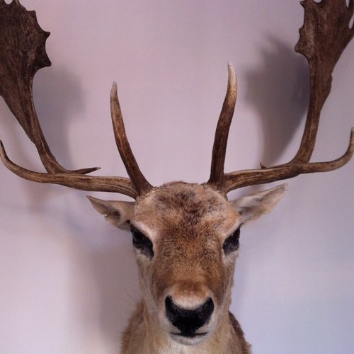 Adam Solomon KC Profile