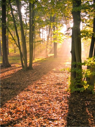 PB_Wandstyling's profile picture. Een unieke wandstyling/ naadloos behang kan uw muren tot leven laten komen!