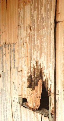 Corrugated Lines: a Festival of words. Broome's inaugural writers' festival.