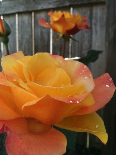 SueABryan's profile picture. 