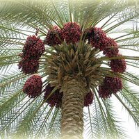 أسماء عبدالله الخميس (@asmakh3) 's Twitter Profile
