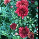 Heather Engle - @teaching21c - Twitter