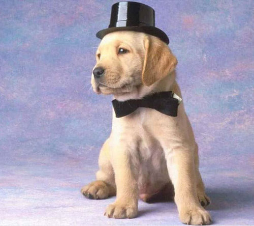 SophCopa's profile picture. Haz de tu vida un sueño y de un sueño una realidad