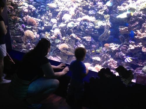 Midwesterner who lives in NYC, lover of books, movies, swimming, theatre, cross-stitch, & writing. Birth Mom to an amazing little boy in an open adoption.