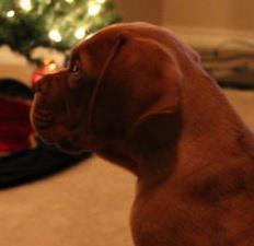 Here at Mastiff Paws we breed for quality not quantity! Are you looking for a great, loving, huge, and a wonerfule family dog...look no more!