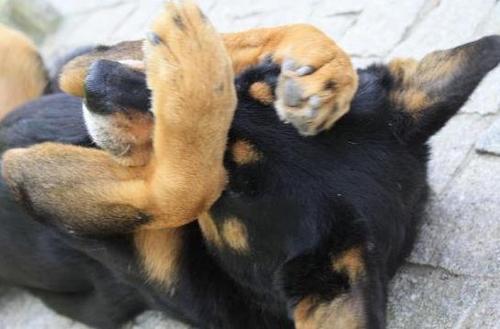 Também conhecido por outros nomes, sou um cachorro de rua, que adora passear pelo campus da UDESC e UNIVILLE, e seguir as meninas que lá estudam.
