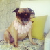 HighlandBarkFashion (@barkofhp) Twitter profile photo