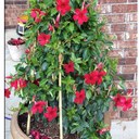 Earlene White - @WhiteEarlene - Twitter