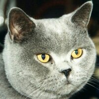 Phykell (@phykell) 's Twitter Profile