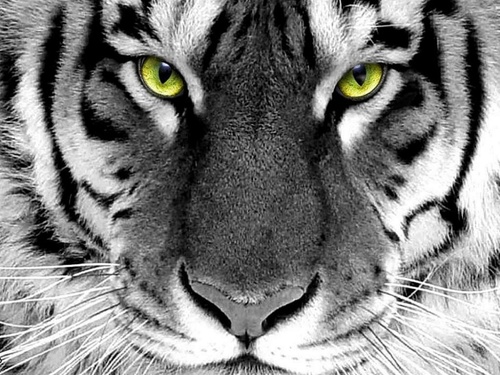 Born & Raised San Fernando Valley, CA
Love ALL Animals, Especially Tigers 🐯                           
Love Music 🎼🎼🎼 of All Kinds