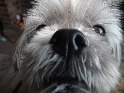 Yes I am a dog, and before you ask I'm a Lhasa Apso. I work as an official mascot at hire an illustrator. Biscuit, happy! Nom nom nom...