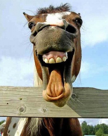 My mom used to say, never look a gift horse in the mouth because that's how my dad died.