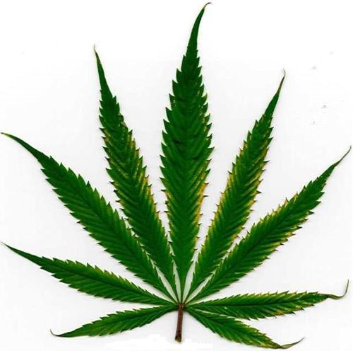 RefferTweeter's profile picture. Get high, join the movement. make it legal.