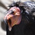 Condor 🇺🇸🇮🇱 (@condorscreeches) Twitter profile photo