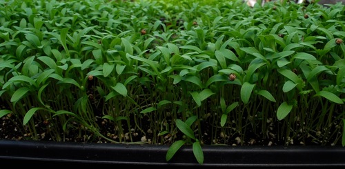 We grow amazing, flavor-filled lettuces, microgreens, tomatoes, cucumbers, herbs and other produce for people in the Charlotte area. Taste the difference!