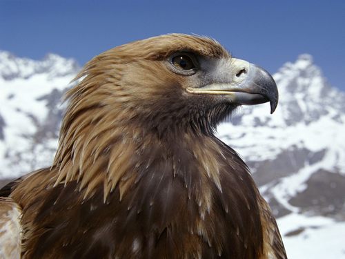 إذا أردت شيئا بشدة فإطلق صراحه 

فإن عاد إليك فهو ملك لك إلي الأبد

وإن لم يعد فهو لم يكن لك من البداية