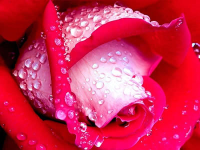 zaryce's profile picture. El amor no es una debilidad,es una fuerza poderosa!!