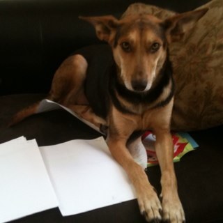 RachelRoderick's profile picture. Freelance Writer. Activist. Passionate Napper.