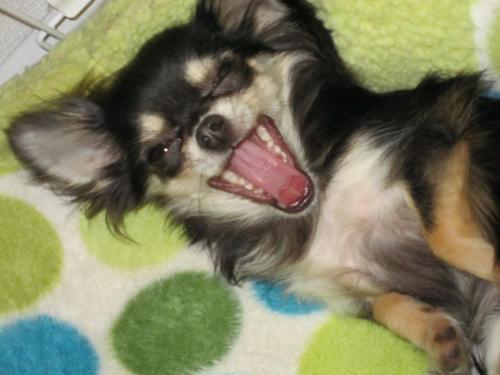 flyaramis's profile picture. 宜しくです🙇旅行や山登りが好きw最近ではソロキャンプとドローンの空撮にはまってます🛩️ドローンの時代が間違いなく来ますが 基本的に自然をこよなく愛するため、自然を愛し自然の恵みに感謝して行きたい😘融資や副業斡旋DM❌🐨🤣👀