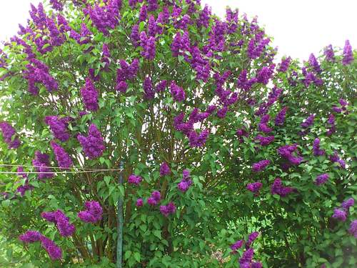 Alsasbon's profile picture. 相当な大人です。ジョン・レノン、B. ウィショー、M.ライランス、ジャック・ロウデン、バンジャマン・ベルネーム、M.ガニオが好き。チェ・ゲバラは神。旅、オペラ、バレエ、演劇、ワイン、楽しいこと、美味しいもの、そして英国のミステリー／刑事・法廷ドラマ大好き❤